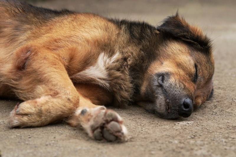 Why & How Does a Dog’s Stomach Flip? Vet-Reviewed Facts & Tips
