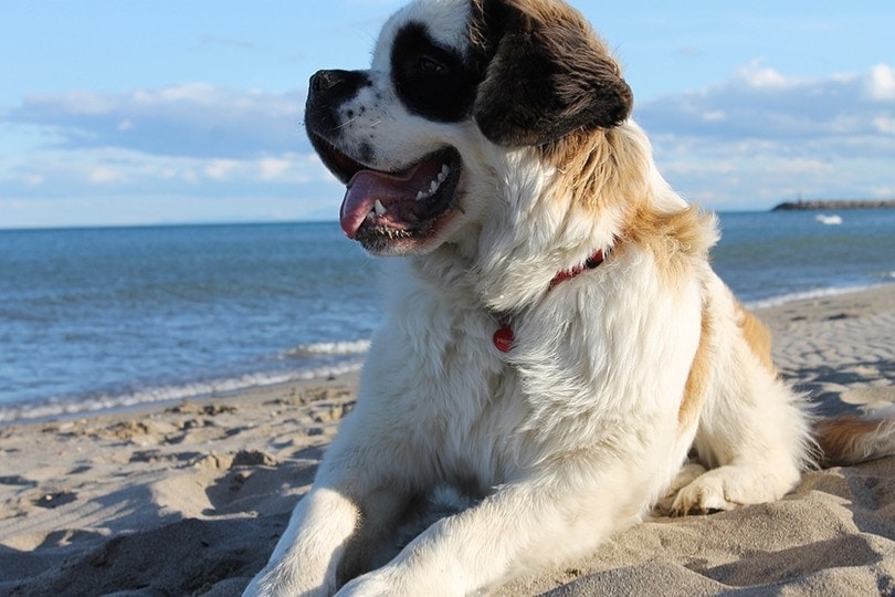 10 Heaviest Dog Breeds in the World (With Info & Pictures)