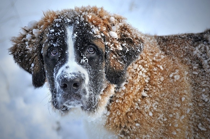 Can Dogs Get Frostbite? Vet-Reviewed Signs,Treatment & Prevention
