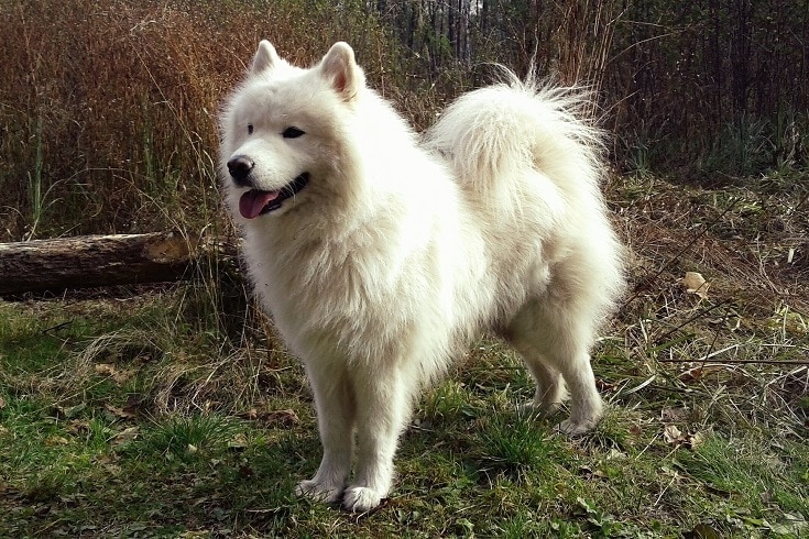 10 Samoyed Mixed Dog Breeds (With Info & Pictures)