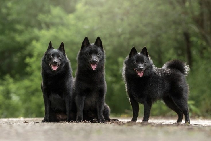 Schipperke Dog Breed Info: Pictures, Personality & Facts