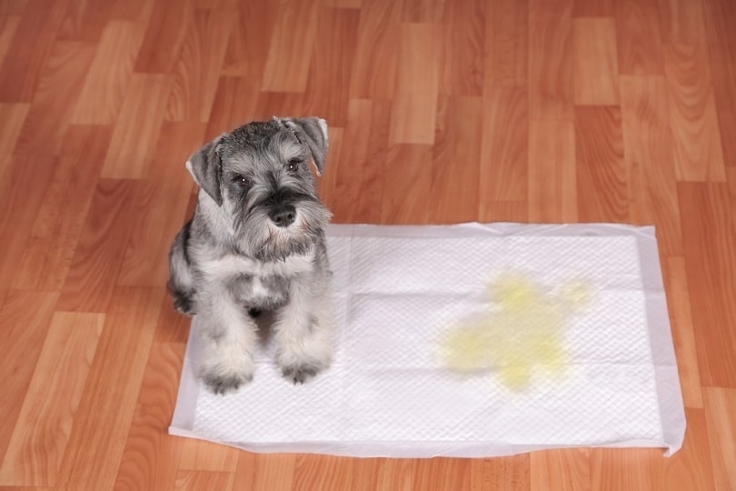 How to Potty Train a Puppy: Vet-Approved Tips & Tricks