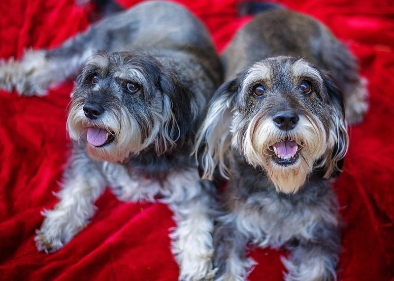Schnocker (Miniature Schnauzer & Cocker Spaniel Mix): Info, Pictures, Facts