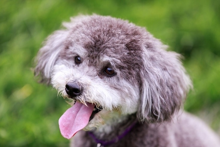 How Much Does a Schnoodle Cost? 2026 Price Guide
