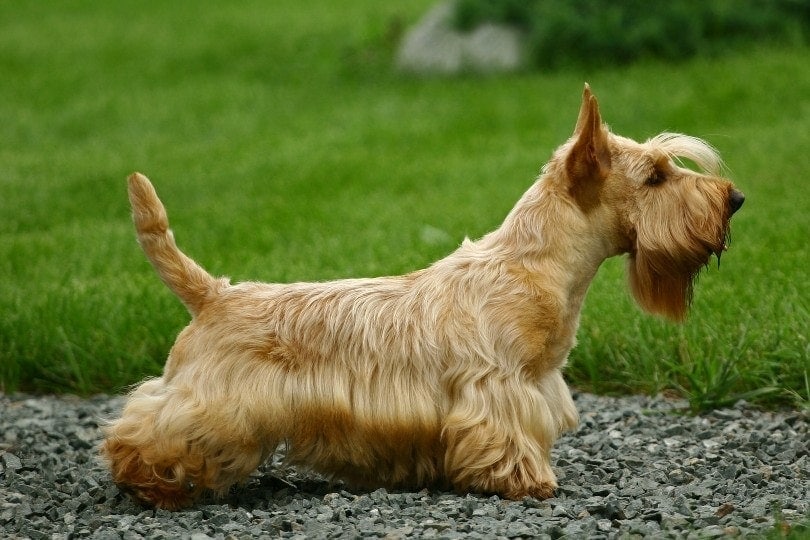 How to Train a Scottish Terrier - 30 Vet Approved Tips