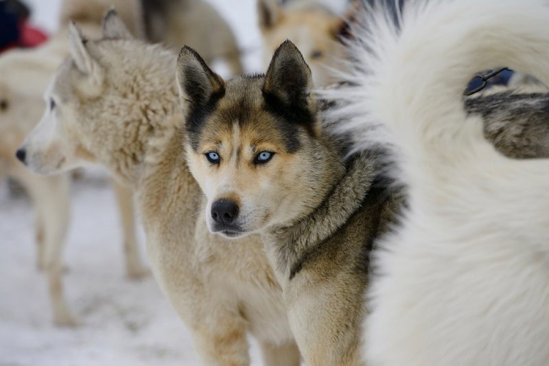 7 Vet-Verified Types of Dog Eye Colors & Their Rarity (With Pictures)