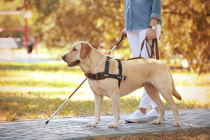 14 Great Service Dog Breeds, Big & Small (With Info & Pictures)