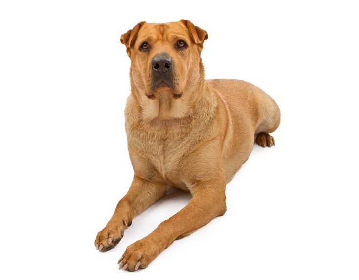 Akita Shar Pei Mix: Info, Pictures, Characteristics & More