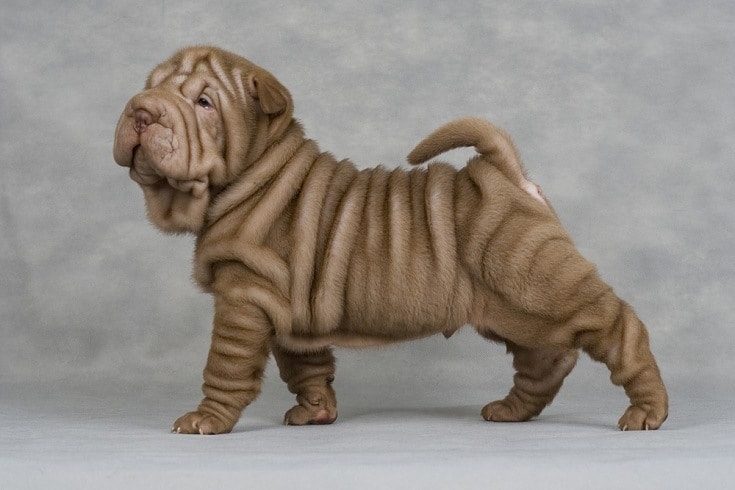 15 Funny Looking Dog Breeds (With Info & Pictures)