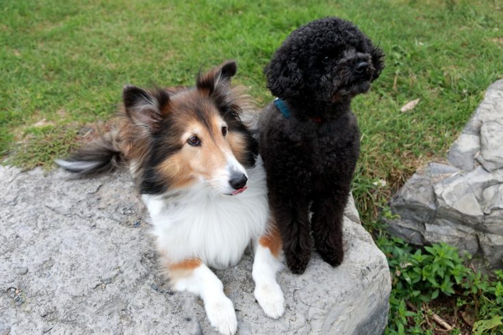 Sheltidoodle (Shetland Sheepdog & Poodle Mix): Info, Pictures, Facts