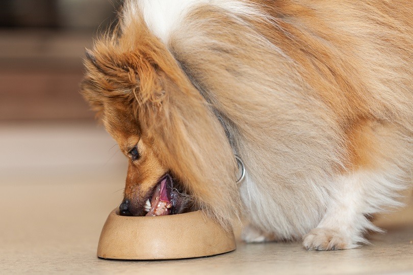 10 Best Dog Foods in The UK of 2026 - Reviews & Top Picks