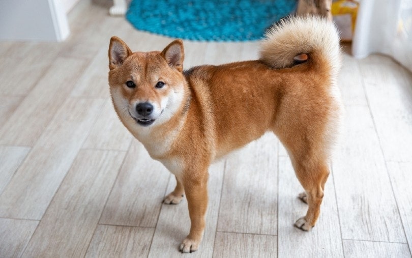 Why Doesn’t My Dog Bark? 6 Vet-Verified Reasons