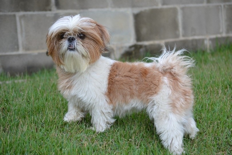 Shih Tzu standing on grass