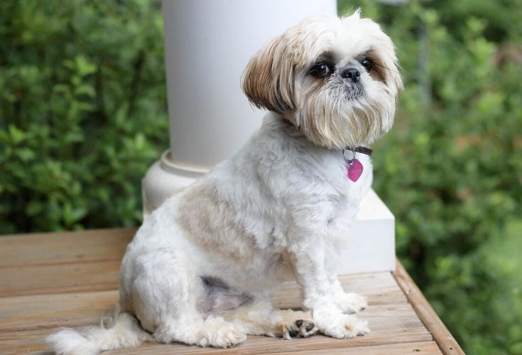 Shiffon Dog (Brussels Griffon & Shih Tzu Mix): Info, Pictures, Facts