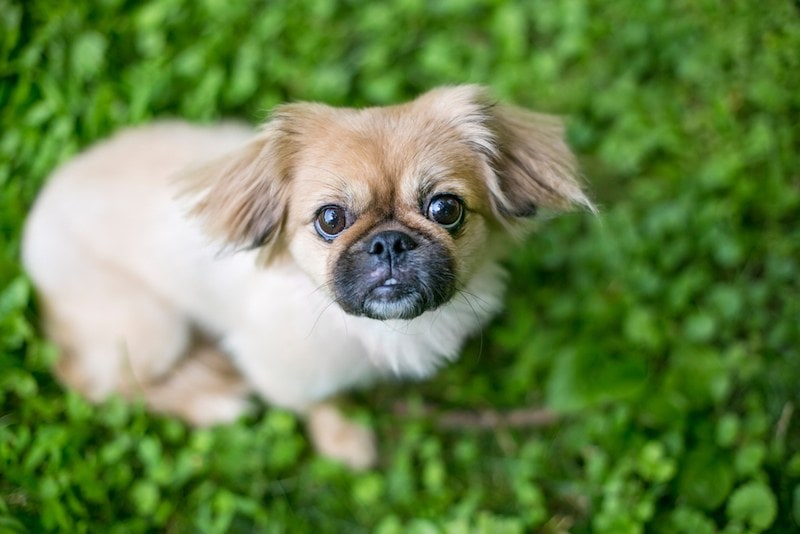 Shinese (Pekingese & Shih-Tzu Mix) Info, Pictures, Facts, Traits