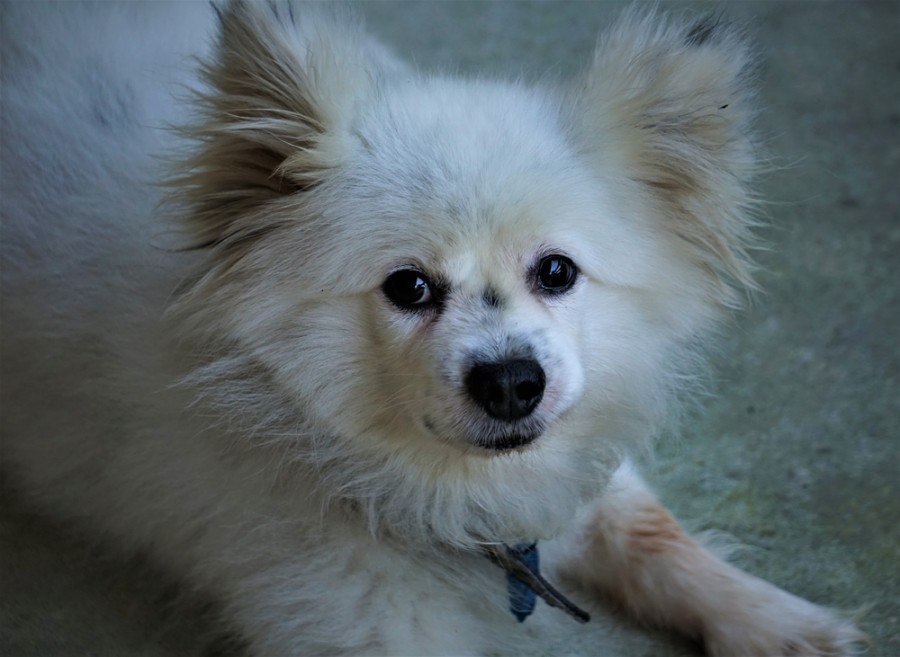 Maltipom (Maltese & Pomeranian Mix): Info, Pictures, and Facts