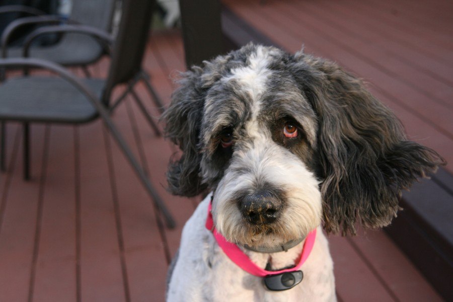 Saint Berdoodle (St. Bernard & Poodle Mix) Info, Pictures, Facts