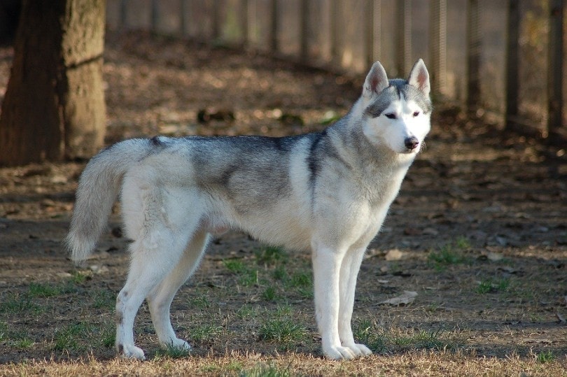 Siberian Husky standing outdoor
