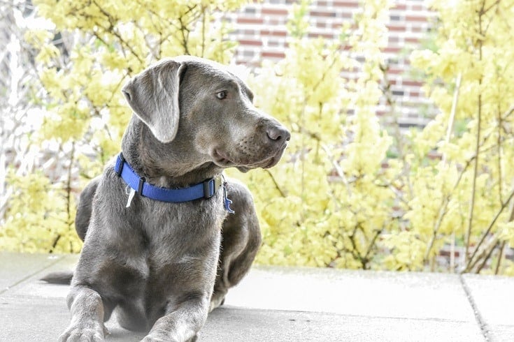 How to Make Sure Your Dog’s Collar Fits Properly: Expert Tips