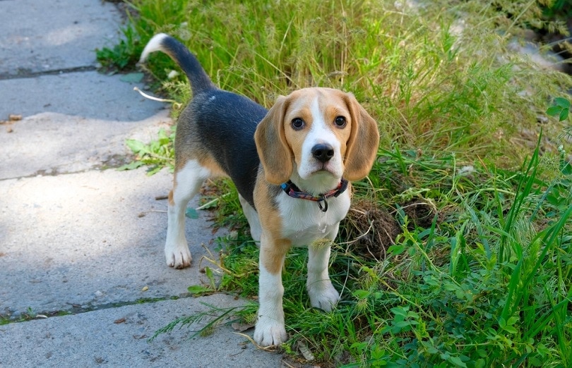 25 Beagle Coat Colors & Markings (With Pictures)