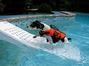 7 Best Dog Boat Ramps in 2026 - Reviews & Top Picks