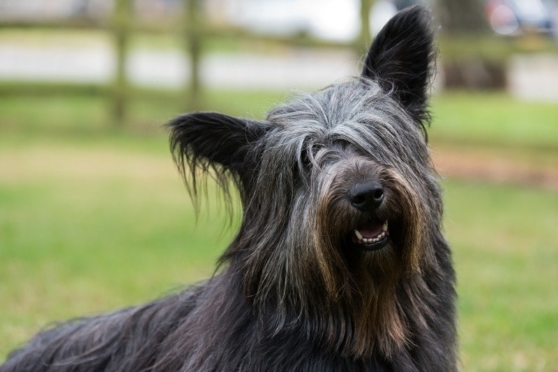 12 Types of Terrier Dog Breeds & Their Differences (With Info & Pictures)