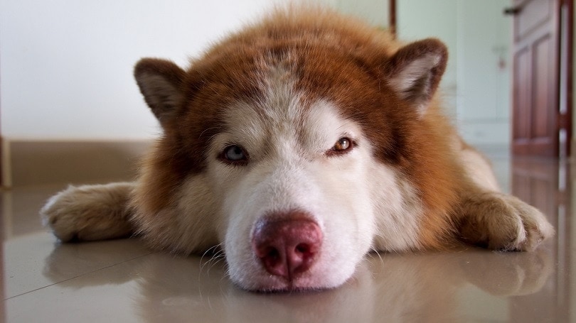 Dog Sleeps With Eyes Open: Is This a Problem? (Vet-Reviewed)