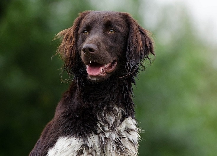 Small Münsterländer: Breed Info, Pictures, Temperament & Traits