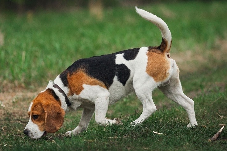 How to Train a Dog to Track: 6 Vet-Approved Steps