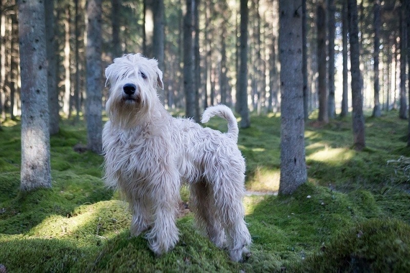 How Much Does a Soft Coated Wheaten Terrier Cost? 2026 Price Guide