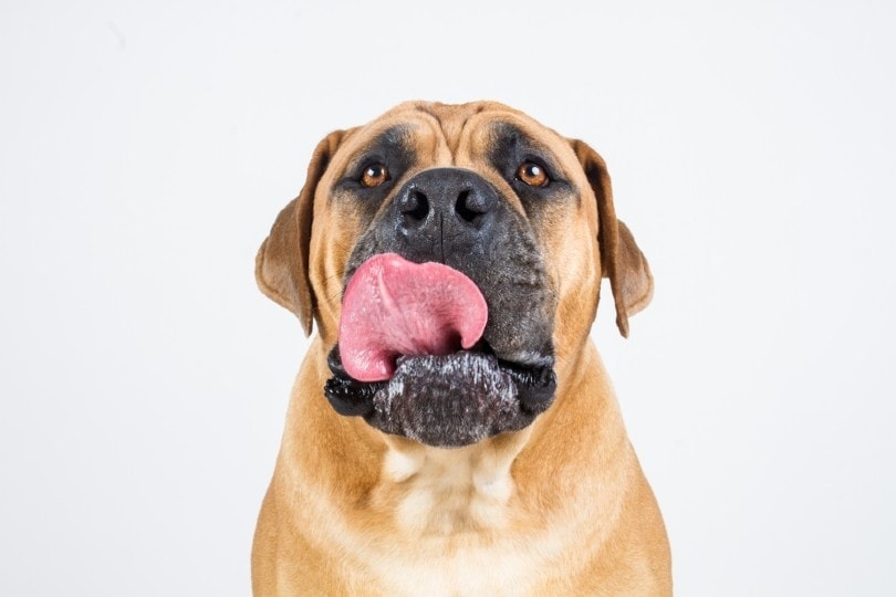 Why is My Dog Acting Weird? 6 Vet-Reviewed Reasons & Tips
