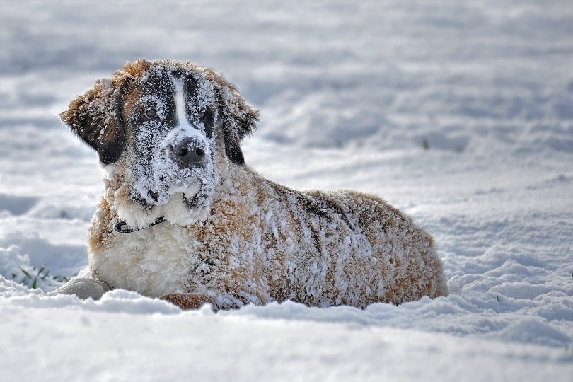St. Bernard in winter