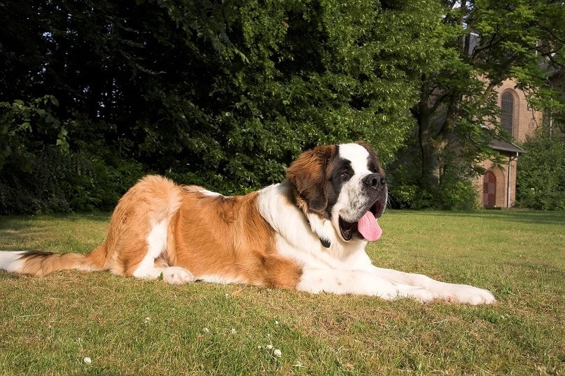 St. Bernard lying on grass