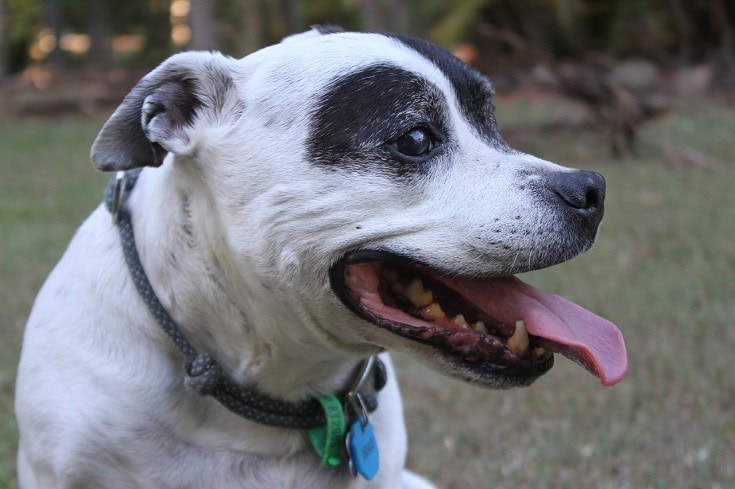 Staffordshire Bull Terrier spot