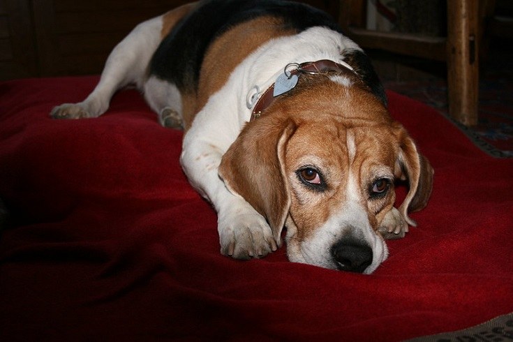 Can Stress Cause Seizures in Dogs? Vet Approved Information