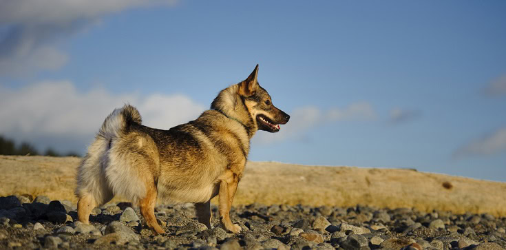 Swedish Vallhund Dog Breed: Info, Pictures, Personality & Facts