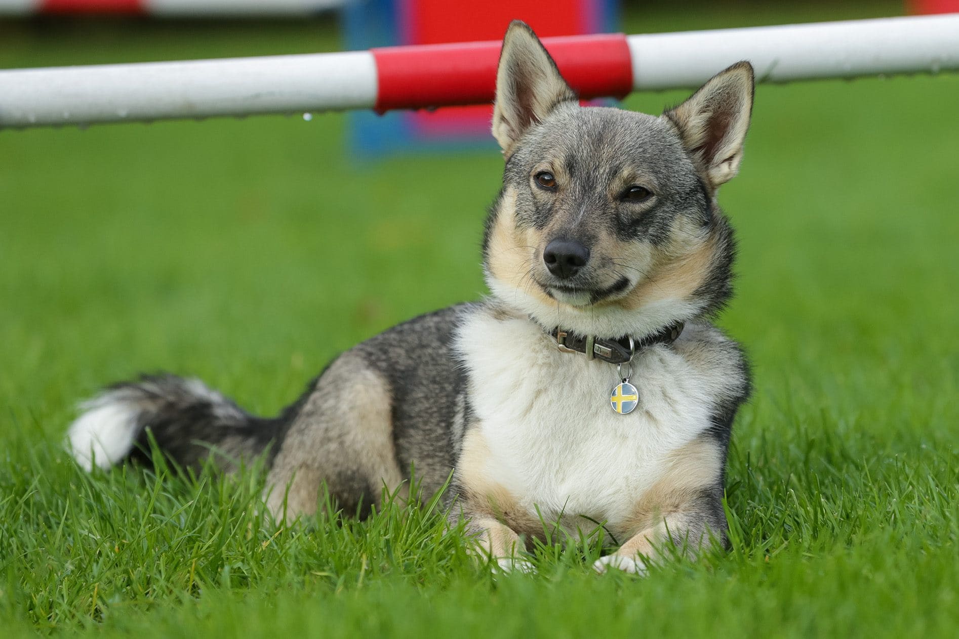 8 Swedish Vallhund Facts: Vet-Verified Breed Information Revealed