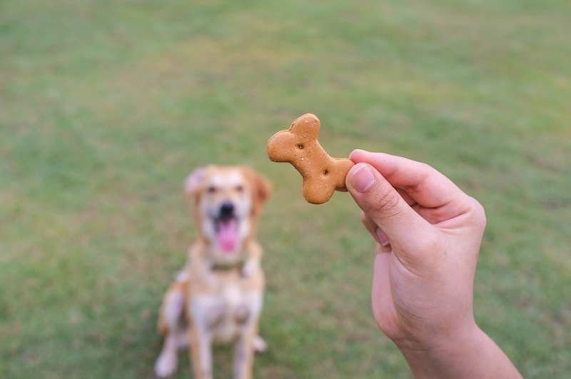 Dog Won’t Eat Their Food But Will Eat Treats? 5 Reasons & Vet-Approved Tips
