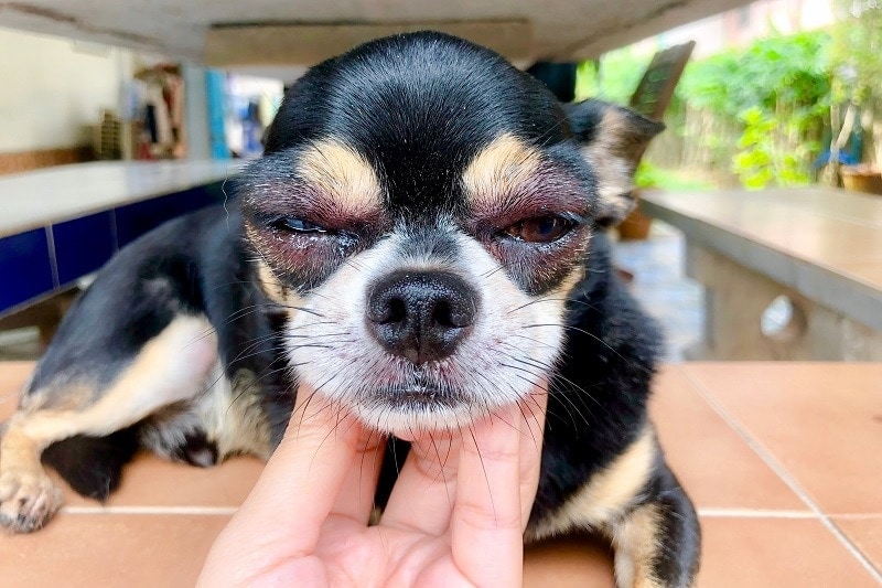 Dog’s Face Swollen? Our Vet Explains What to Do