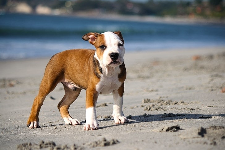 Pocket Pitbull (a.k.a. Miniature Pitbull): Info, Pictures, Characteristics & Facts