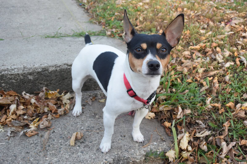 Teddy Roosevelt Terrier: Info, Pictures, Characteristics & More
