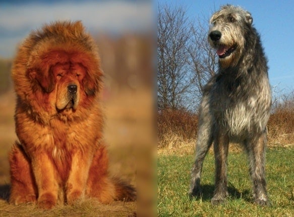Tibetan Wolfhound: Info, Pictures, Characteristics & Facts