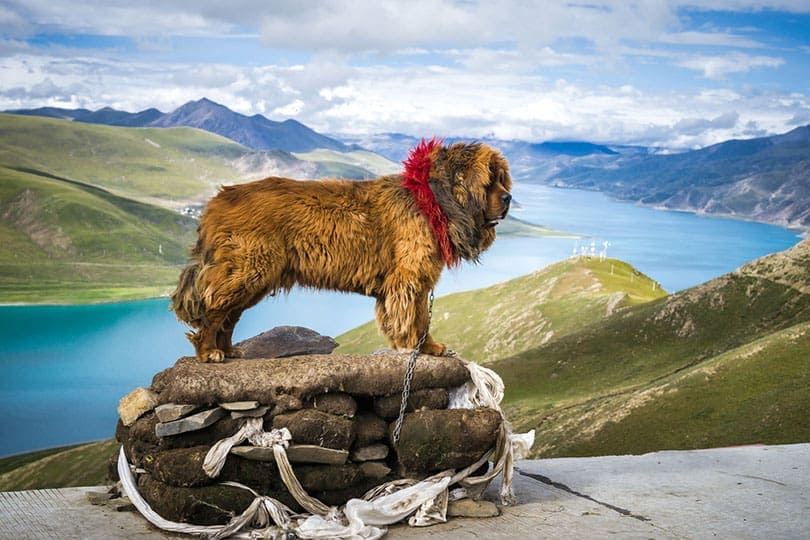 12 Tibetan Dog Breeds: Native to Tibet (With Info & Pictures)