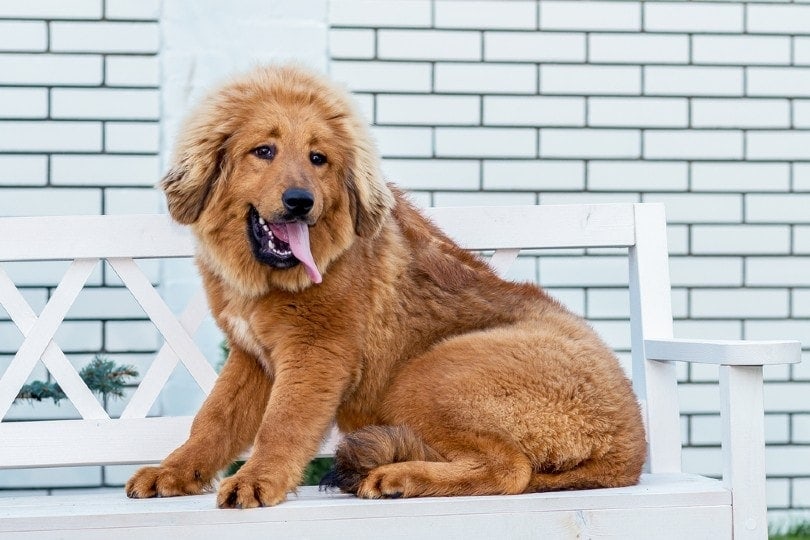 25 of the World's Rarest Dog Breeds in 2026 (With Info & Pictures)