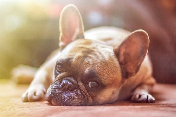 Do Antibiotics Make Dogs Tired? Vet-Reviewed Side Effects & FAQs