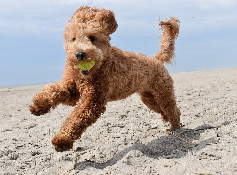 How Fast Can a Goldendoodle Run? Comparison Table & FAQs