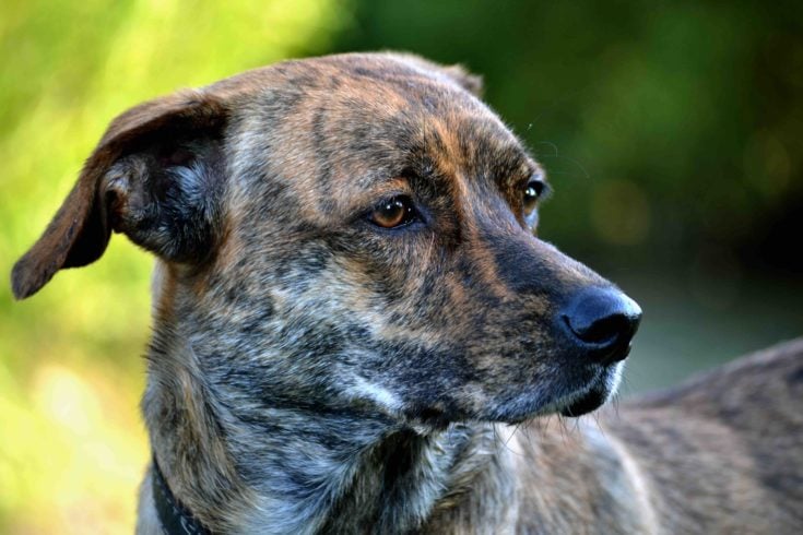 Treeing Tennessee Brindle: Info, Pictures, Characteristics & Facts