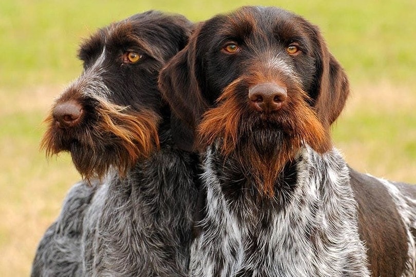 Are German Wirehaired Pointers Hypoallergenic? Breed Facts & Allergy Tips