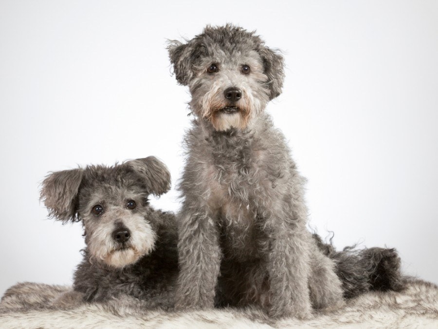 9 Hungarian Dog Breeds (With Info & Pictures)