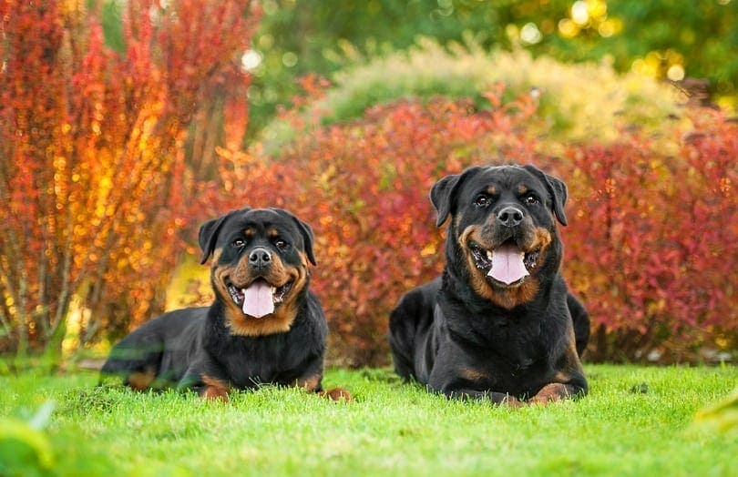 Are Rottweilers Good Family Dogs? Trainability, Care & Lifespan